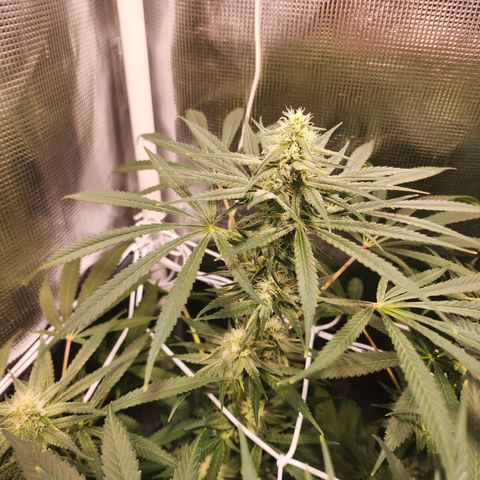 Watermelon Zkittlez growlog timeline photo
