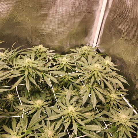 Runtz growlog timeline photo