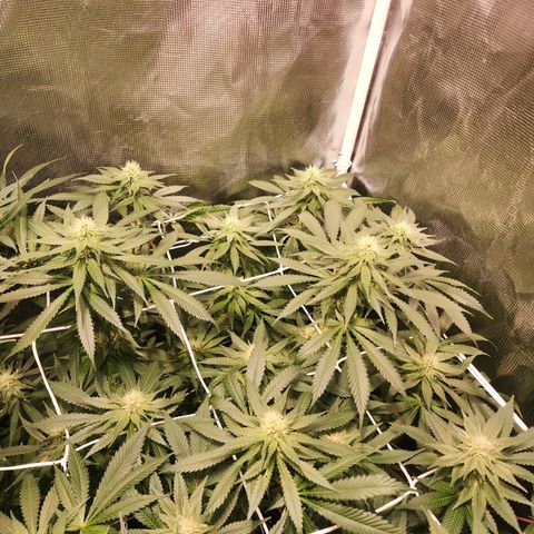Runtz growlog timeline photo