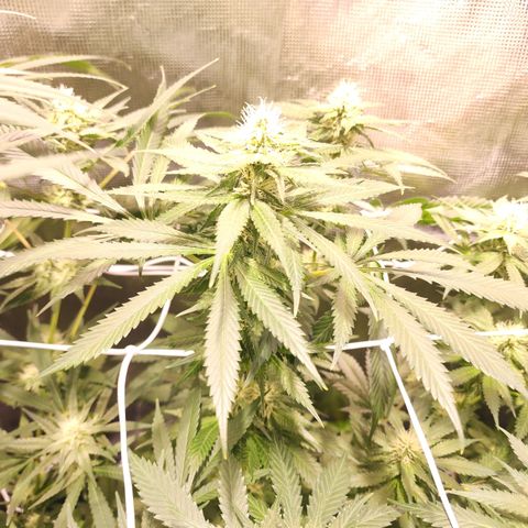 Runtz growlog timeline photo