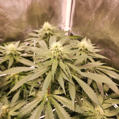 Runtz growlog timeline photo