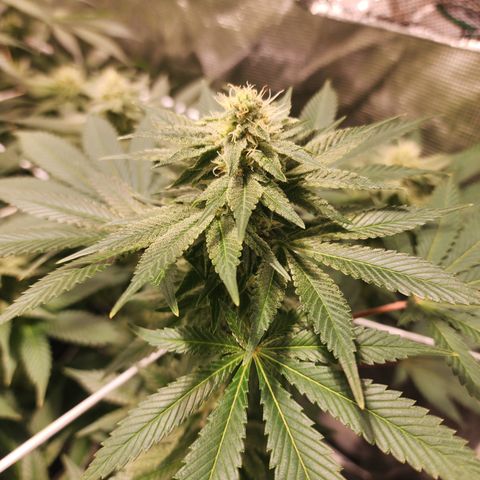 Wedding Cake growlog timeline photo