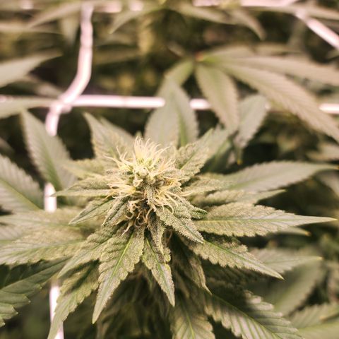 Wedding Cake growlog timeline photo