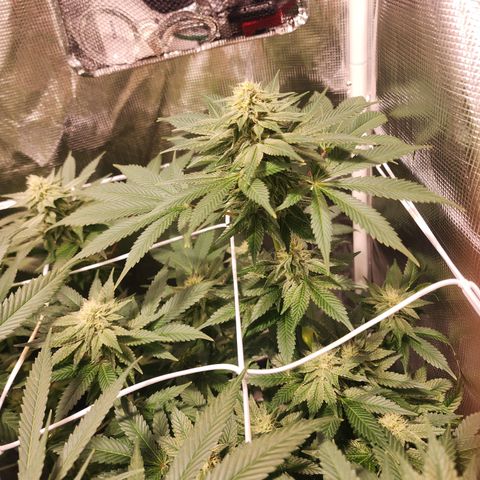 Wedding Cake growlog timeline photo