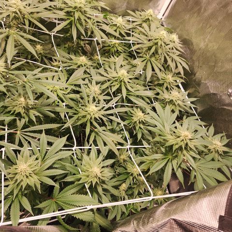 Wedding Cake growlog timeline photo