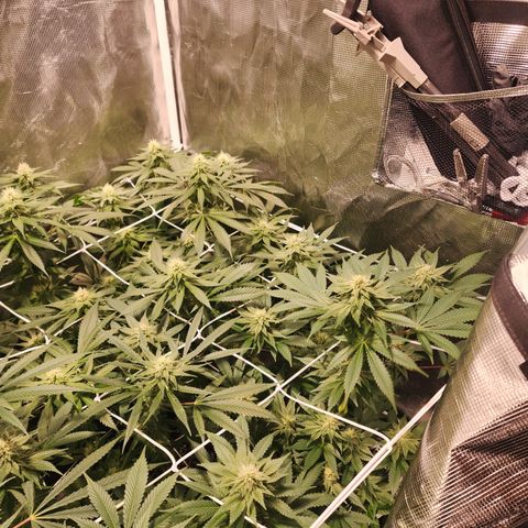 Wedding Cake growlog timeline photo