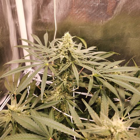 Watermelon Zkittlez growlog timeline photo