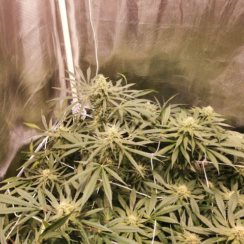 Watermelon Zkittlez growlog timeline photo