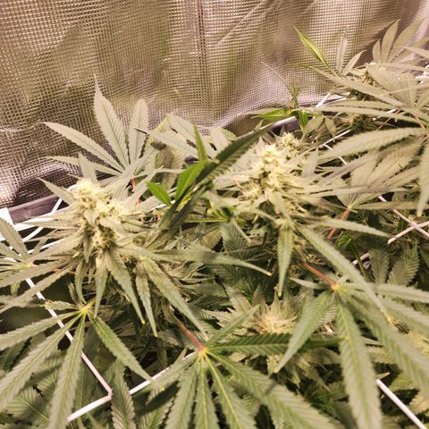 Watermelon Zkittlez growlog timeline photo