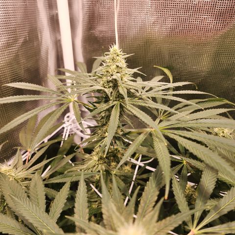 Watermelon Zkittlez growlog timeline photo