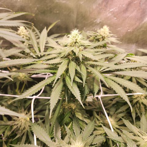 Runtz growlog timeline photo