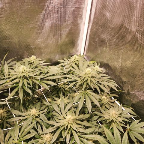 Runtz growlog timeline photo