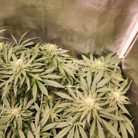 Runtz growlog timeline photo