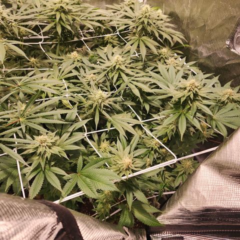 Wedding Cake growlog timeline photo