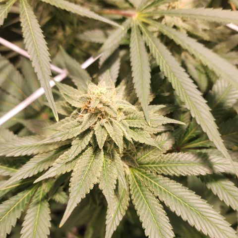 Wedding Cake growlog timeline photo