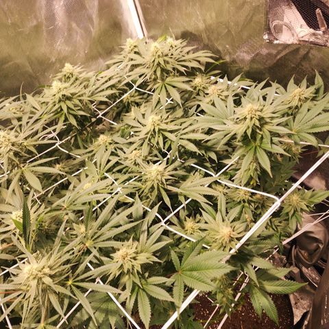 Wedding Cake growlog timeline photo