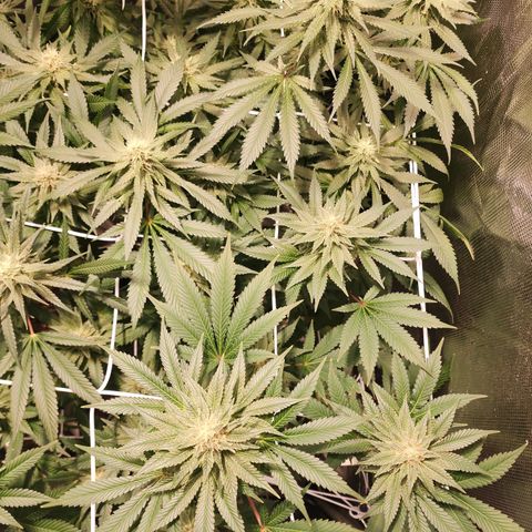 Wedding Cake growlog timeline photo