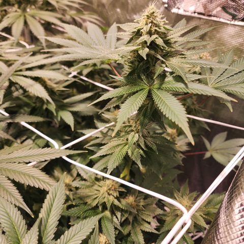 Wedding Cake growlog timeline photo