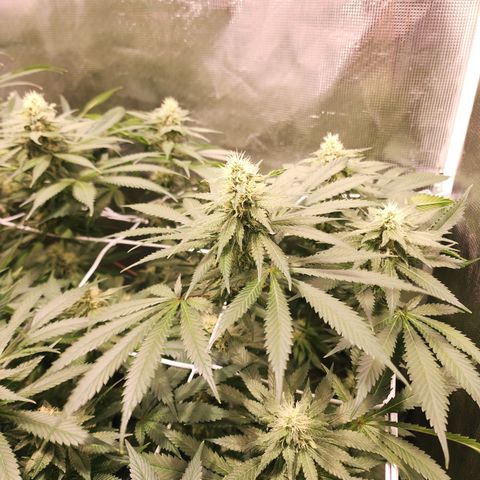 Runtz growlog timeline photo