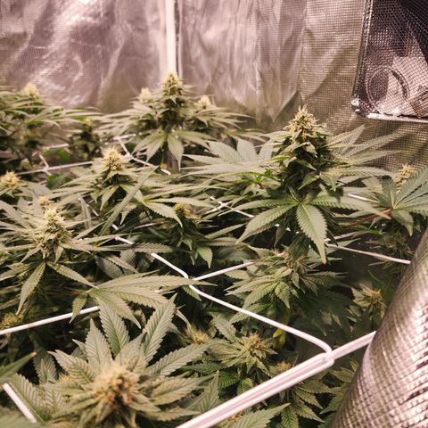 Wedding Cake growlog timeline photo