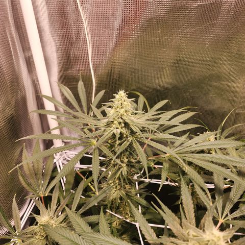 Watermelon Zkittlez growlog timeline photo