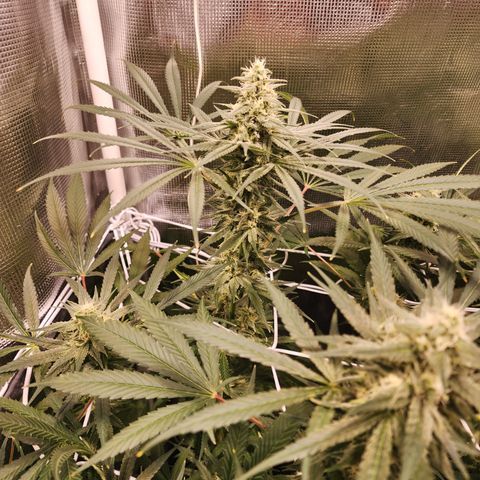 Watermelon Zkittlez growlog timeline photo