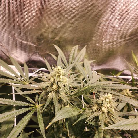 Watermelon Zkittlez growlog timeline photo