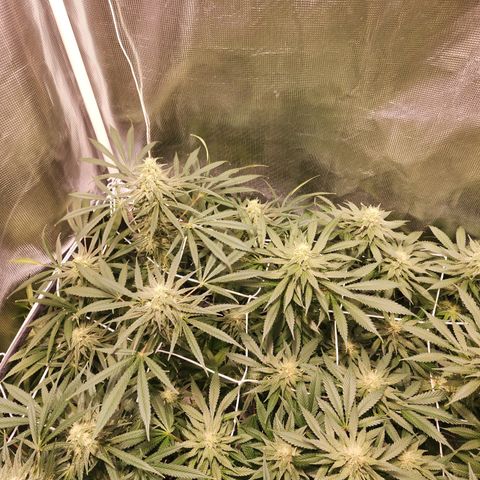 Watermelon Zkittlez growlog timeline photo
