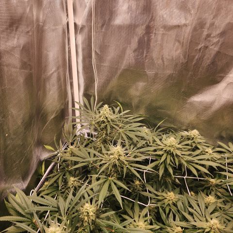 Watermelon Zkittlez growlog timeline photo