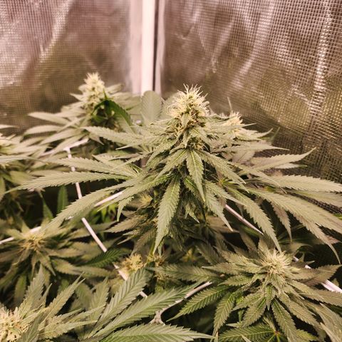Runtz growlog timeline photo