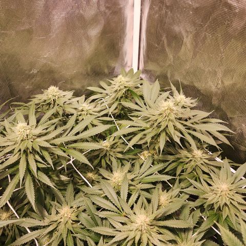 Runtz growlog timeline photo