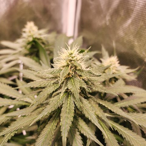 Runtz growlog timeline photo