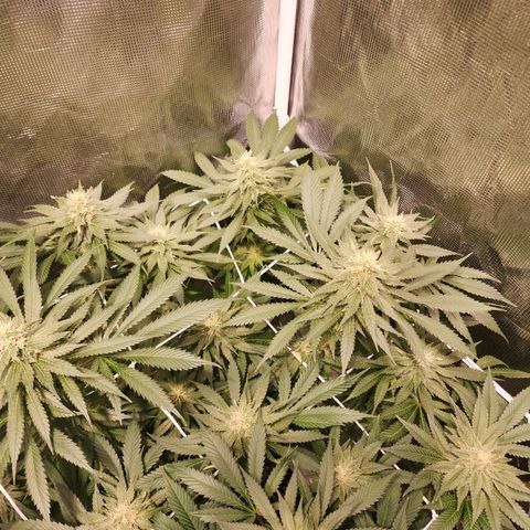 Runtz growlog timeline photo
