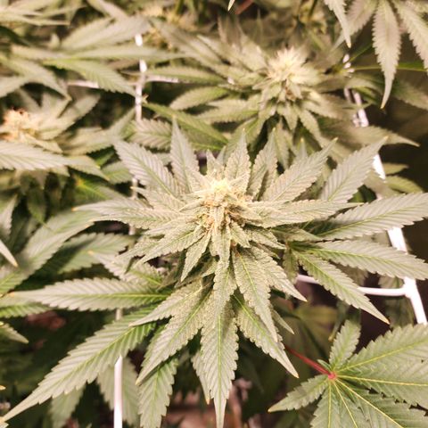Wedding Cake growlog timeline photo