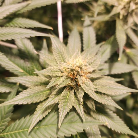 Wedding Cake growlog timeline photo