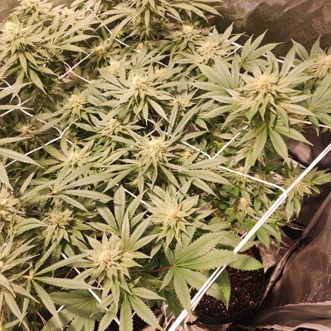 Wedding Cake growlog timeline photo