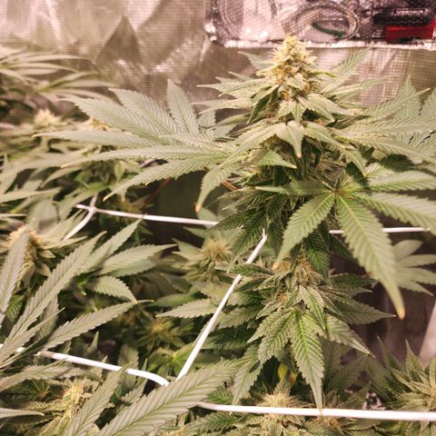 Wedding Cake growlog timeline photo