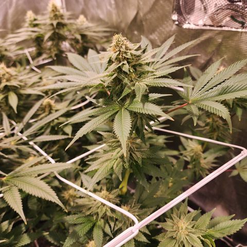 Wedding Cake growlog timeline photo