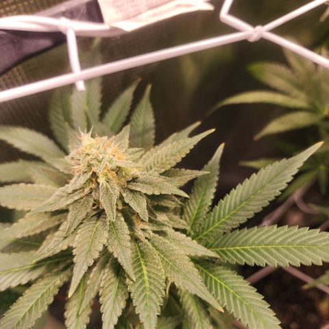 Wedding Cake growlog timeline photo