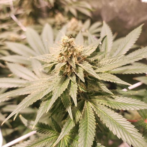 Wedding Cake growlog timeline photo