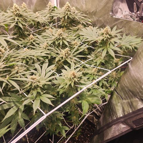 Wedding Cake growlog timeline photo