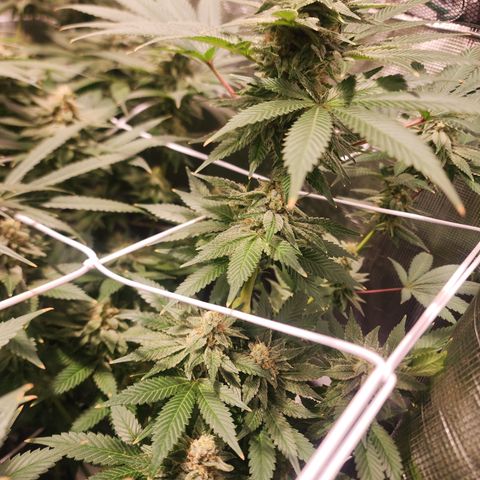 Wedding Cake growlog timeline photo