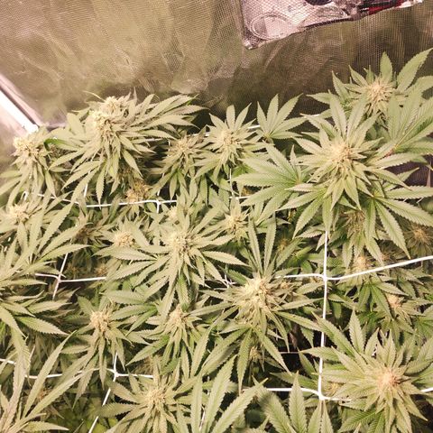 Wedding Cake growlog timeline photo