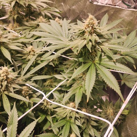 Wedding Cake growlog timeline photo