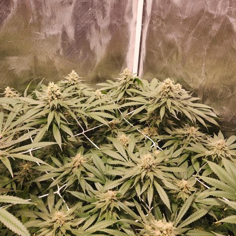 Runtz growlog timeline photo