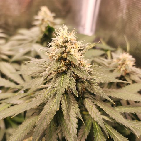 Runtz growlog timeline photo