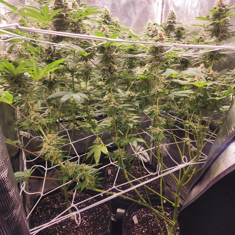 Runtz growlog timeline photo