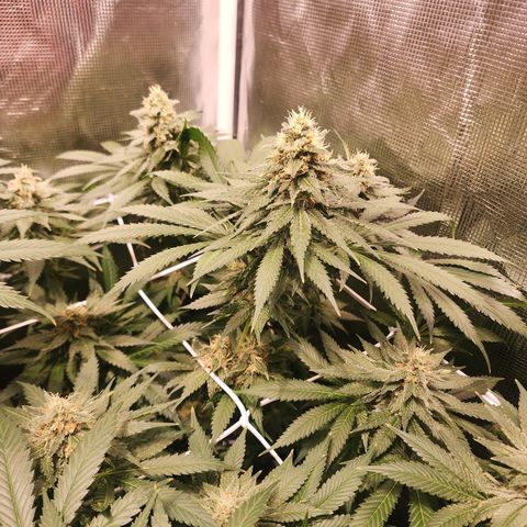 Runtz growlog timeline photo