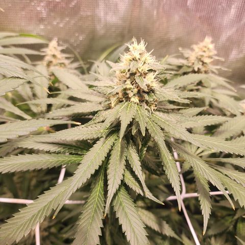 Runtz growlog timeline photo