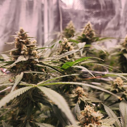 Watermelon Zkittlez growlog timeline photo
